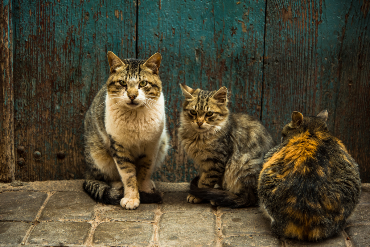 Trois chats errants devant une porte.